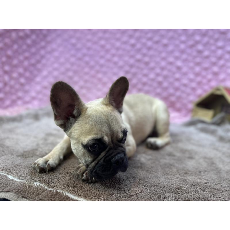 販売中の茨城県のフレンチブルドッグ-455907の2枚目
