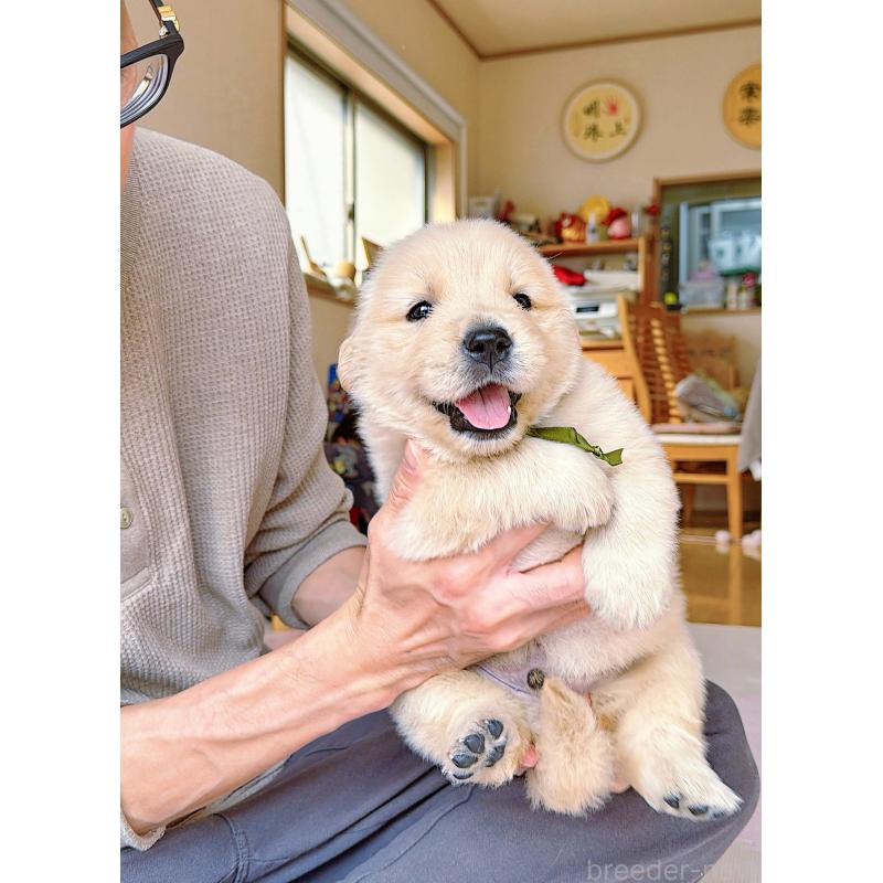 販売中の岐阜県のゴールデンレトリーバー-455908の2枚目