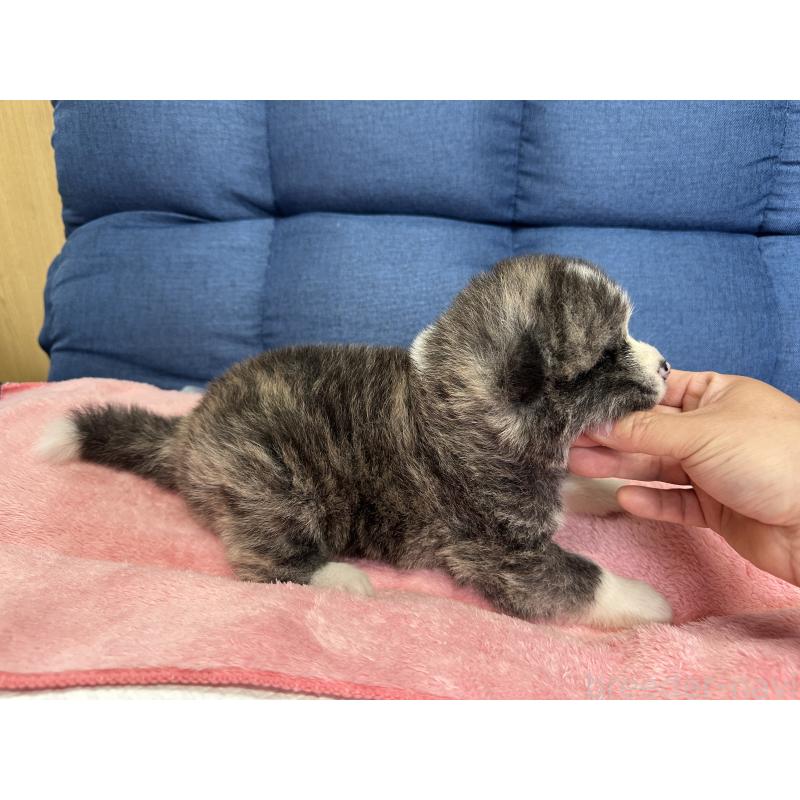 販売中の北海道の秋田犬-455909の3枚目