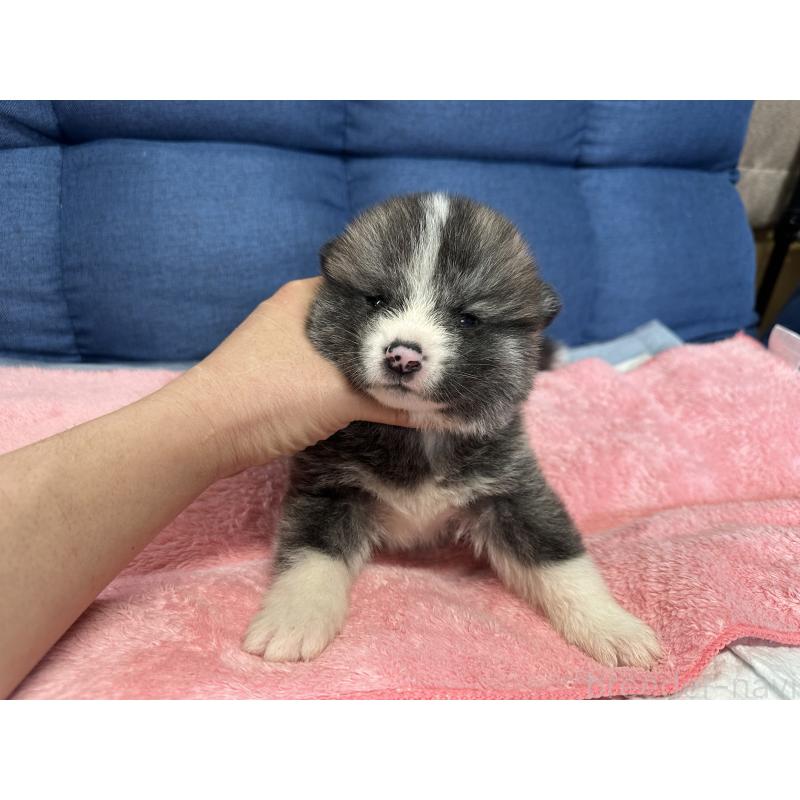 販売中の北海道の秋田犬-455909の2枚目