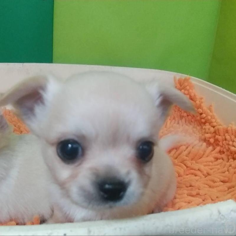 販売中の愛知県のチワワ(ロングコート)-448867