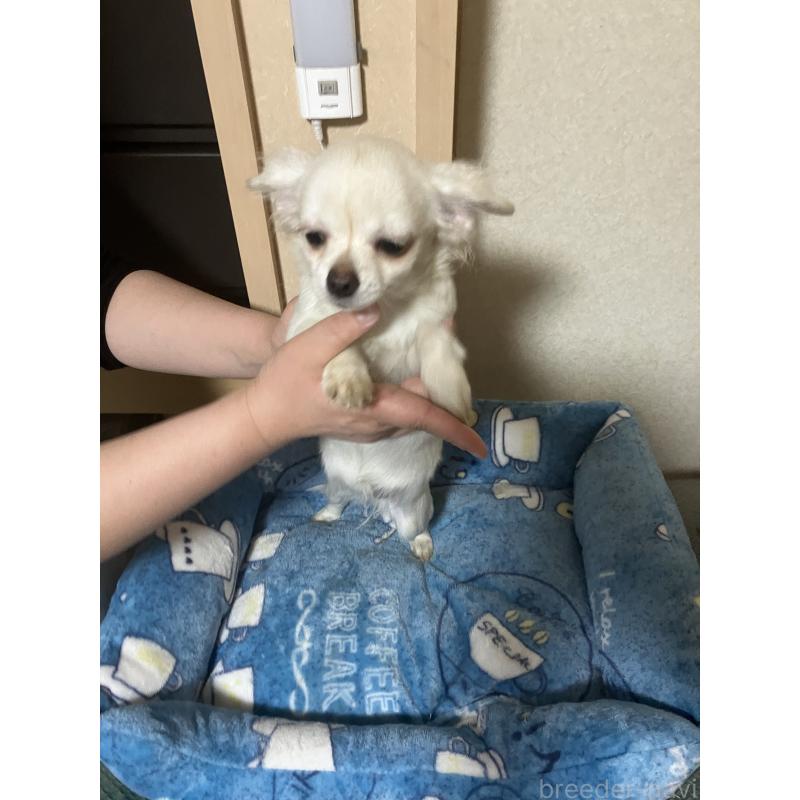 販売中の千葉県のチワワ(ロングコート)-436582の15枚目