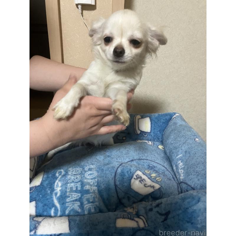 販売中の千葉県のチワワ(ロングコート)-436582の14枚目