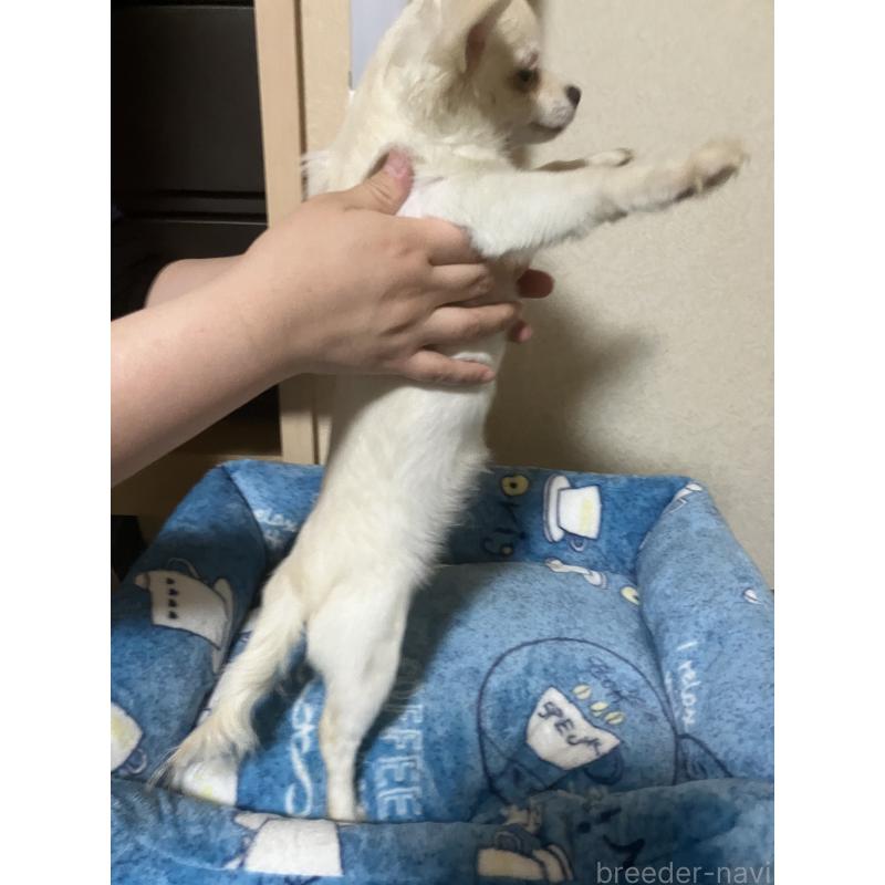 販売中の千葉県のチワワ(ロングコート)-436582の13枚目