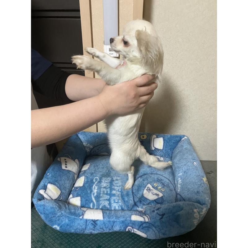 販売中の千葉県のチワワ(ロングコート)-436582の10枚目