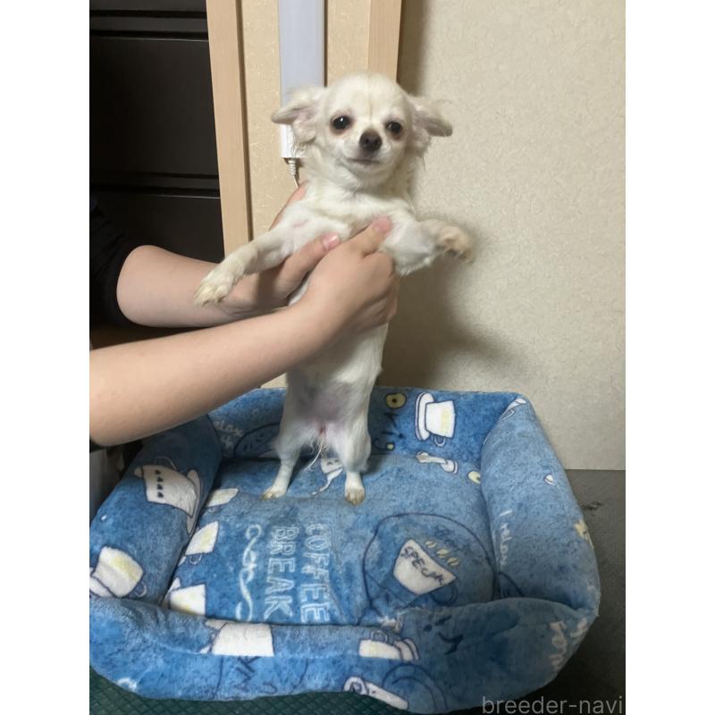販売中の千葉県のチワワ(ロングコート)-436582の9枚目