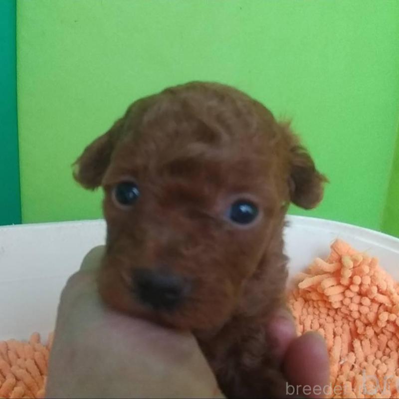 販売中の愛知県のトイプードル-453787