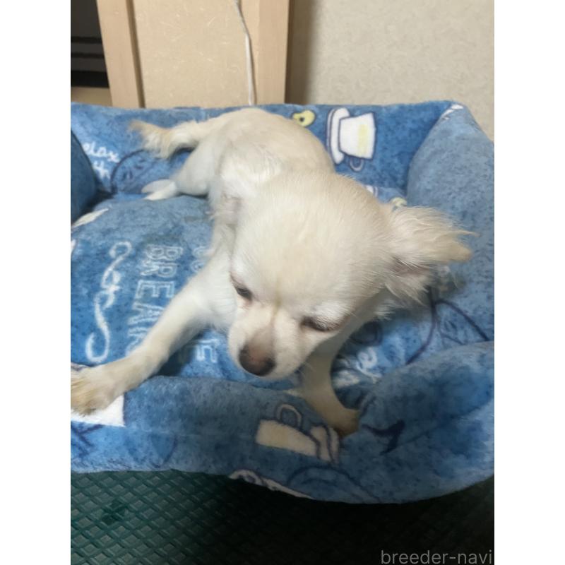 販売中の千葉県のチワワ(ロングコート)-436582の2枚目