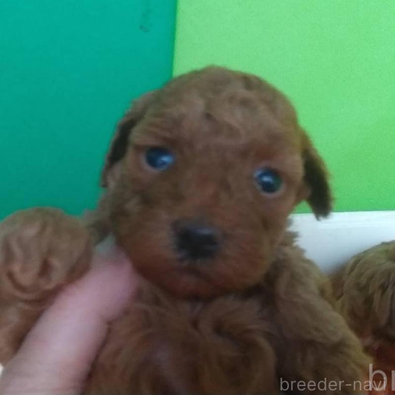 販売中の愛知県のトイプードル-453786