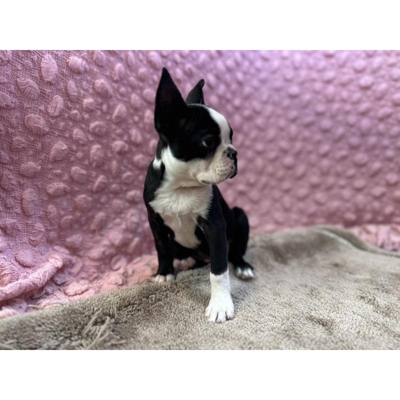 販売中の茨城県のボストンテリア-455910の13枚目