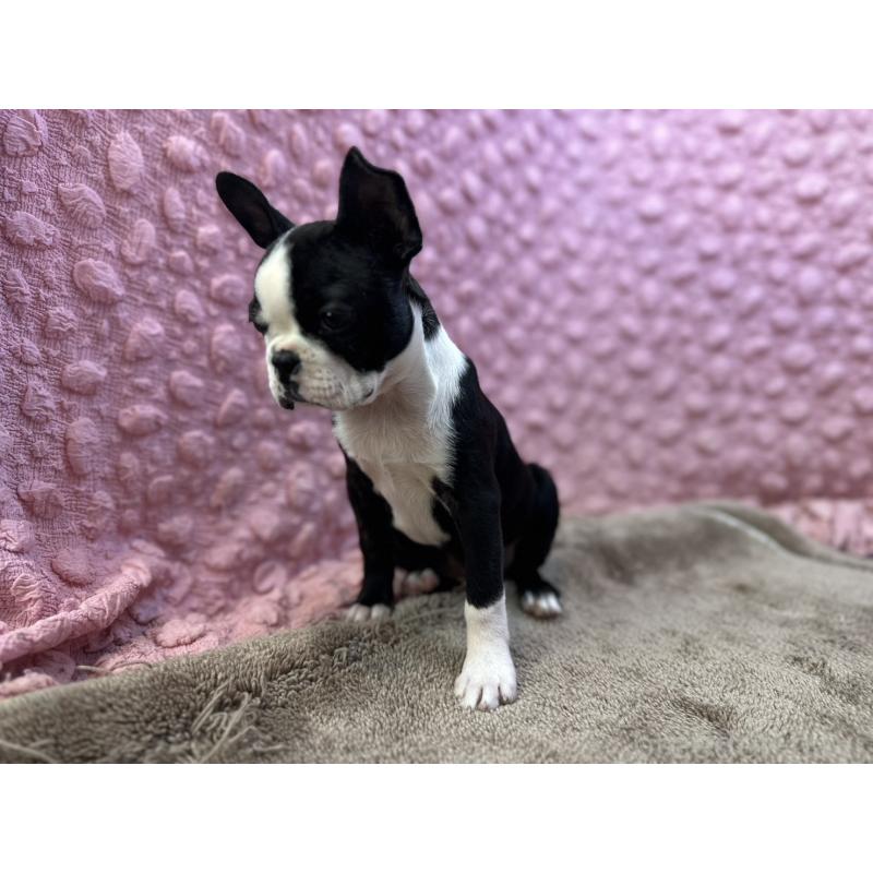 販売中の茨城県のボストンテリア-455910の12枚目