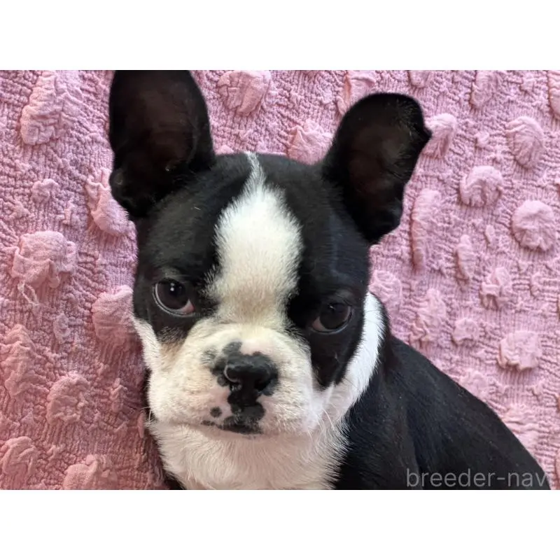 販売中の茨城県のボストンテリア-455910の11枚目