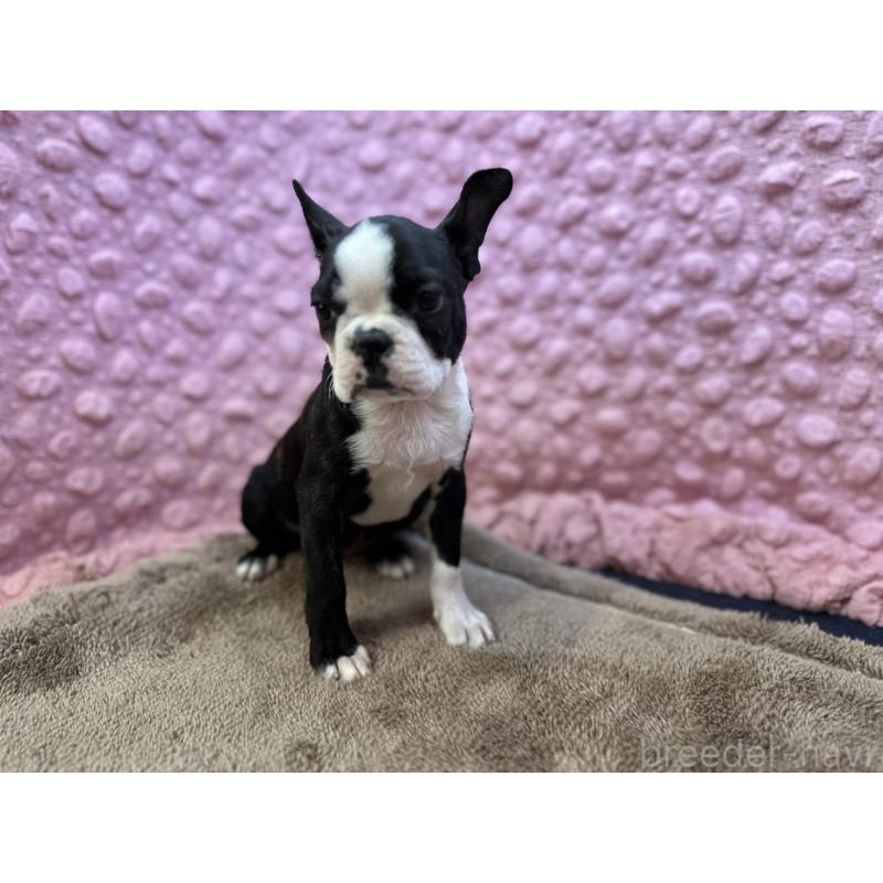 販売中の茨城県のボストンテリア-455910の10枚目