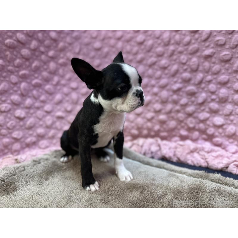 販売中の茨城県のボストンテリア-455910の9枚目