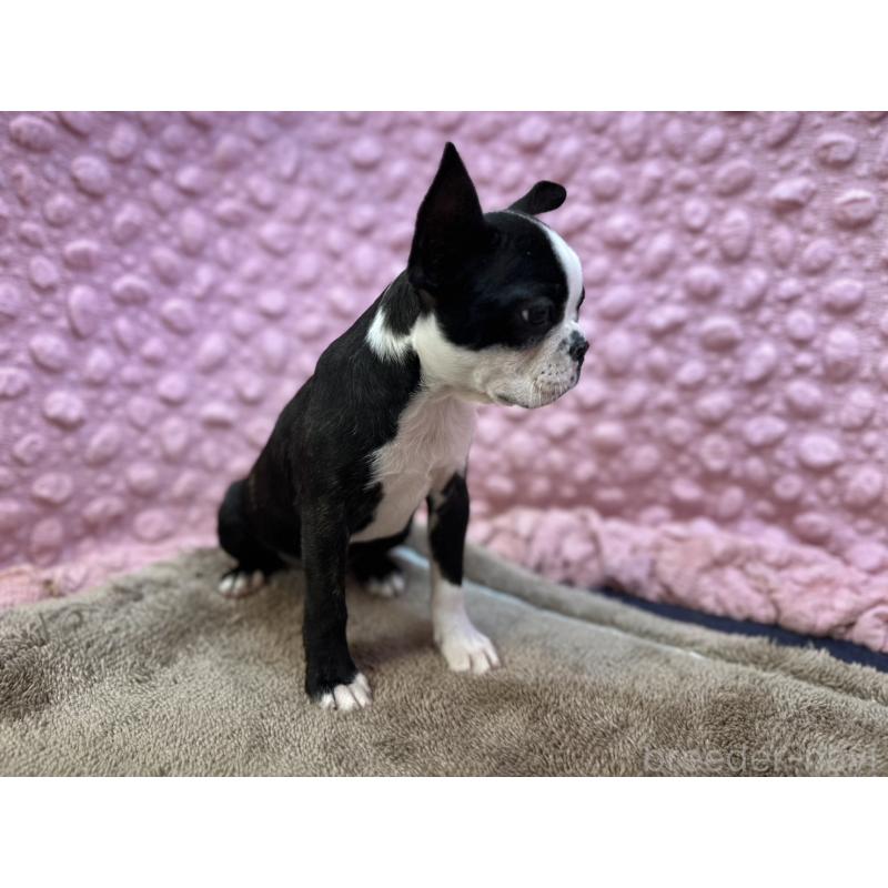 販売中の茨城県のボストンテリア-455910の8枚目