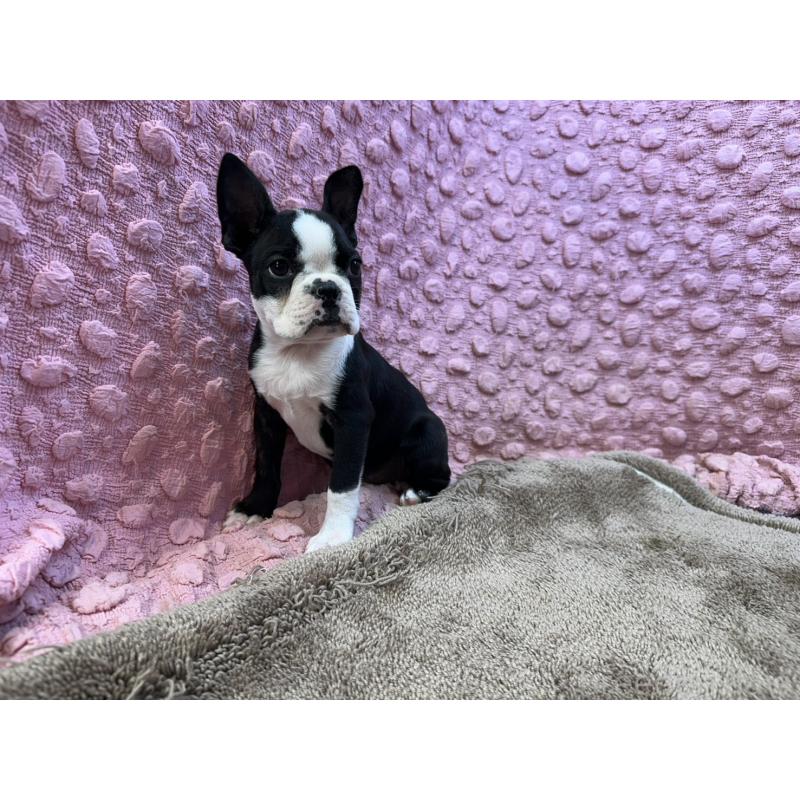 販売中の茨城県のボストンテリア-455910の7枚目