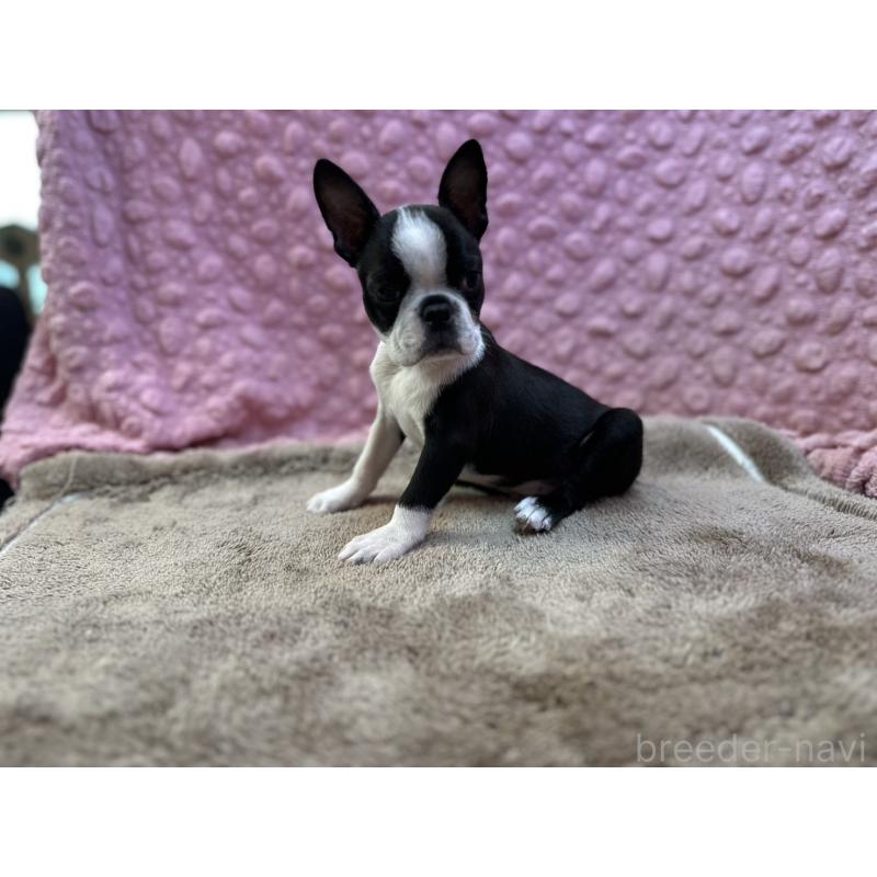 販売中の茨城県のボストンテリア-455910の6枚目