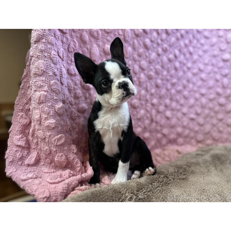 販売中の茨城県のボストンテリア-455910の5枚目