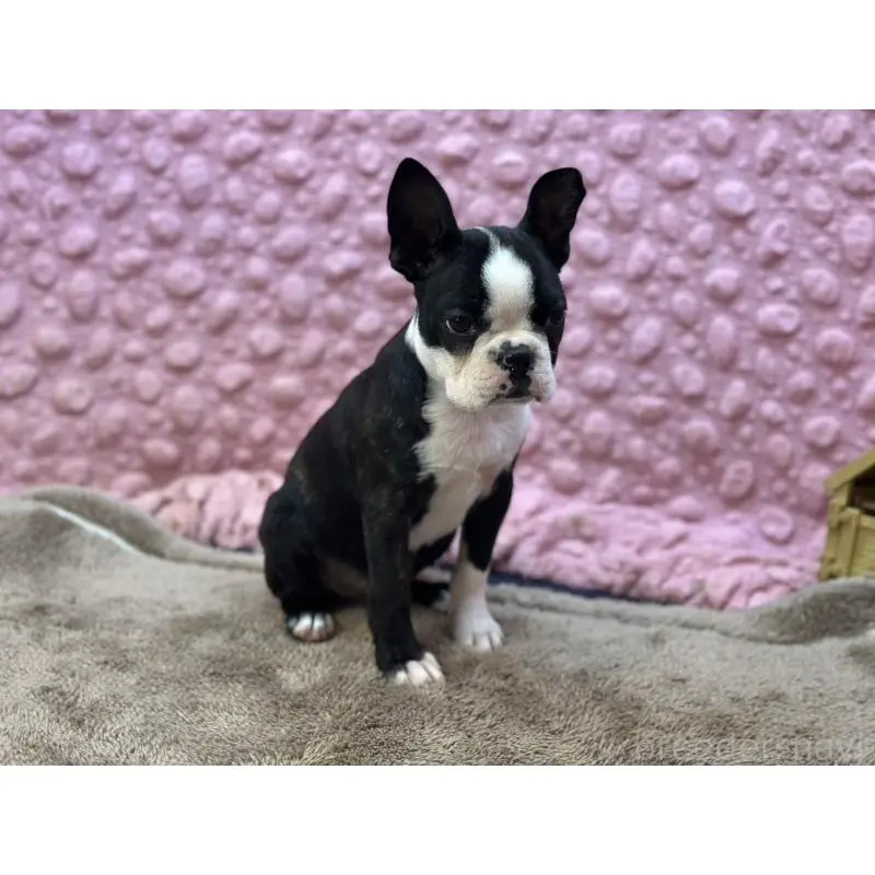 販売中の茨城県のボストンテリア-455910の4枚目