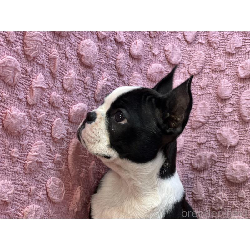 販売中の茨城県のボストンテリア-455910の3枚目