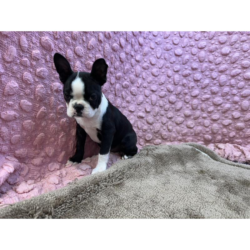 販売中の茨城県のボストンテリア-455910の2枚目