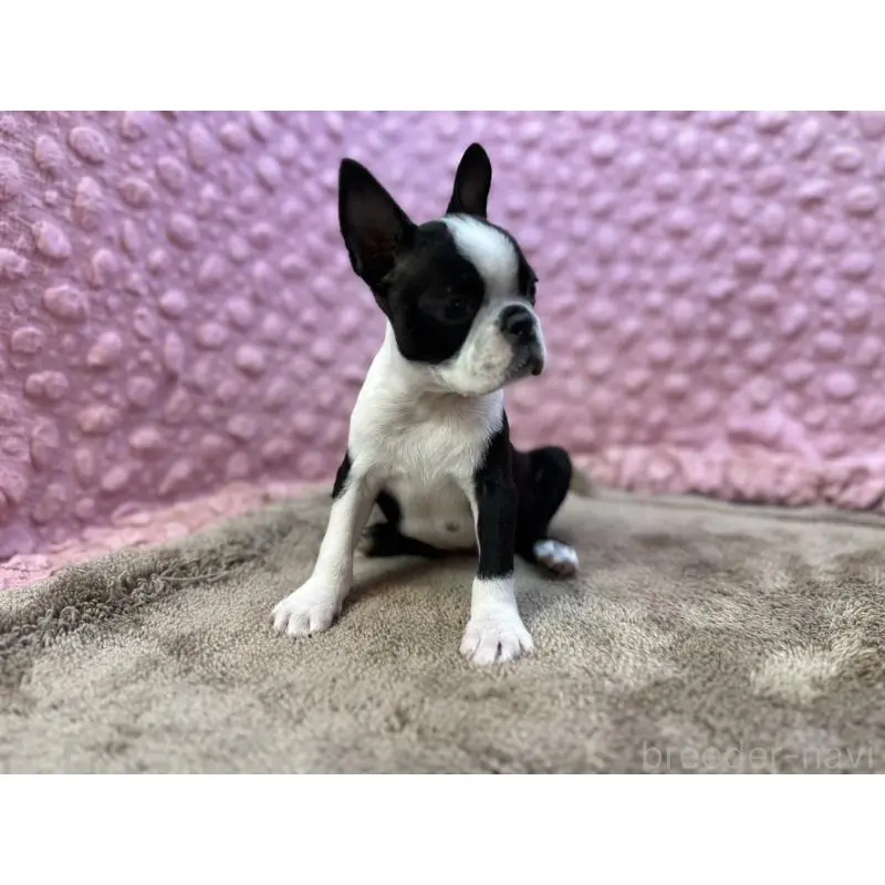 販売中の茨城県のボストンテリア-455911の5枚目