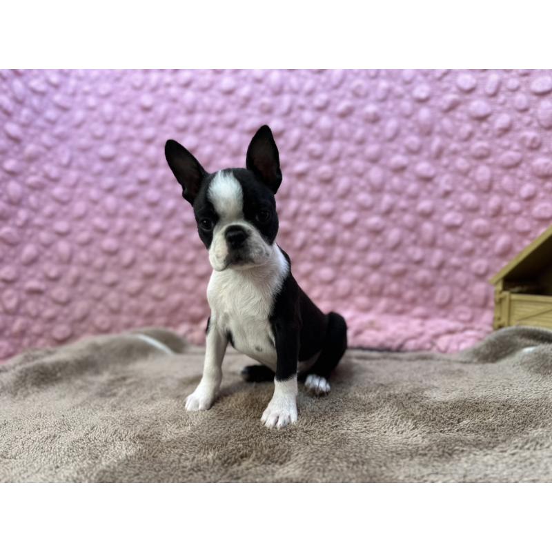 販売中の茨城県のボストンテリア-455911の4枚目