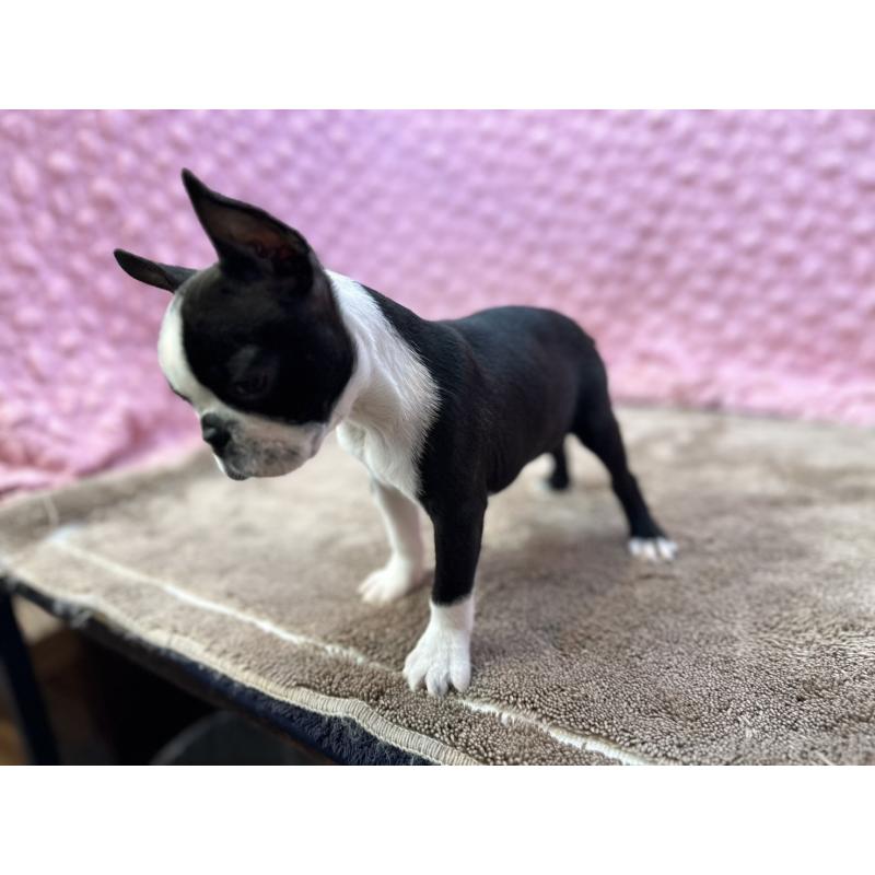 販売中の茨城県のボストンテリア-455911の3枚目