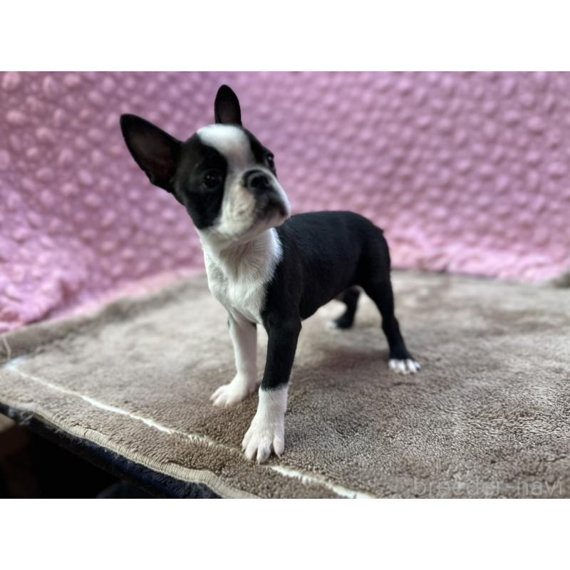 販売中の茨城県のボストンテリア-455911の2枚目