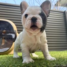 ♀︎フレンチブルドッグ