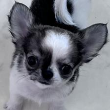 ♀︎チワワ(ロングコート)