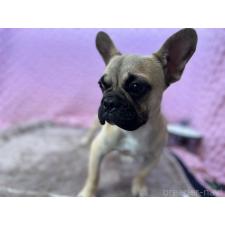 フレンチブルドッグの子犬