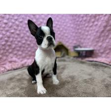 ♀︎ボストンテリア