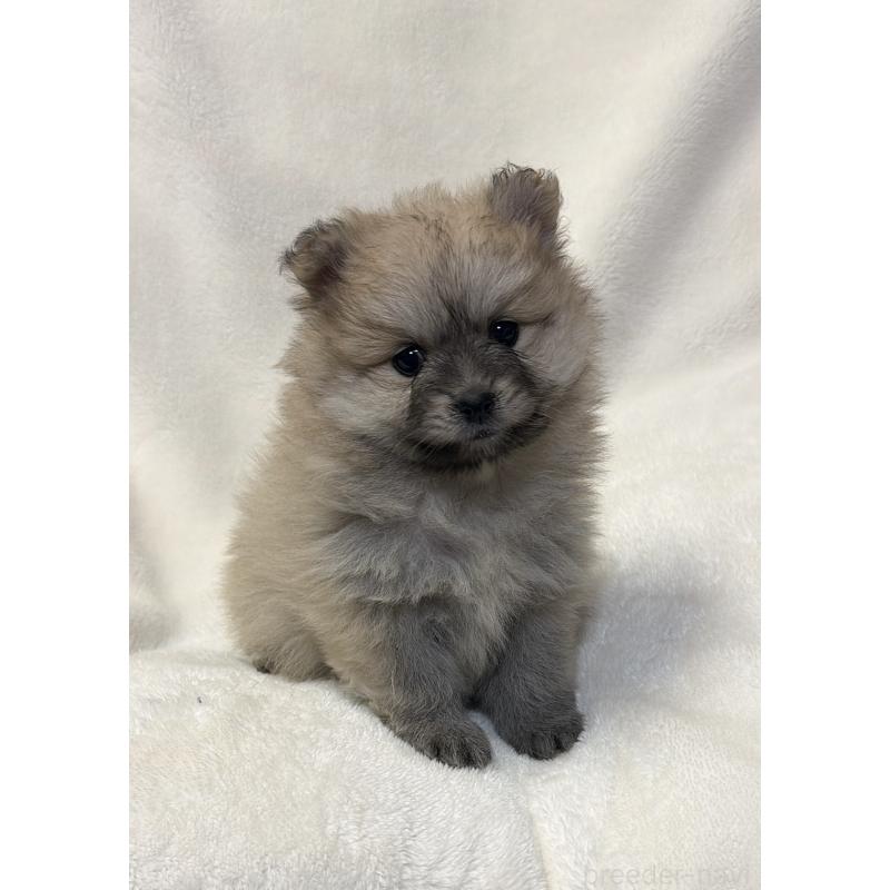 販売中の山口県のポメラニアン-455912の5枚目