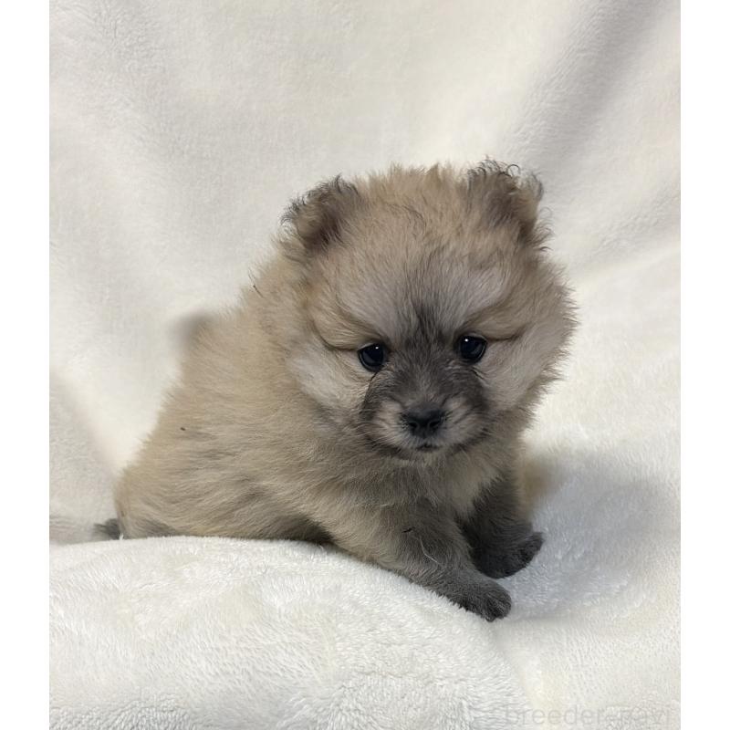 販売中の山口県のポメラニアン-455912の4枚目