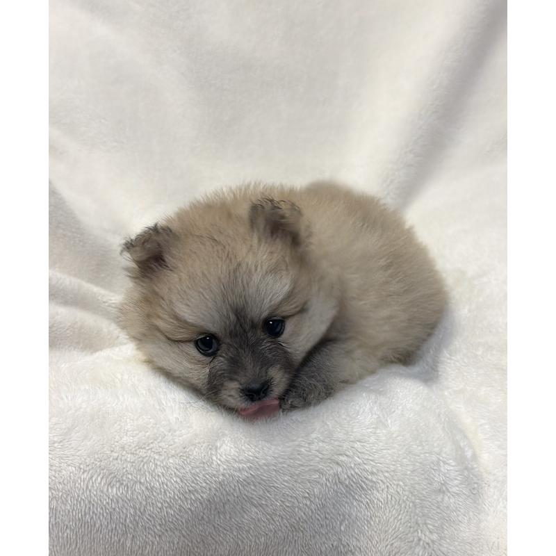 販売中の山口県のポメラニアン-455912の3枚目