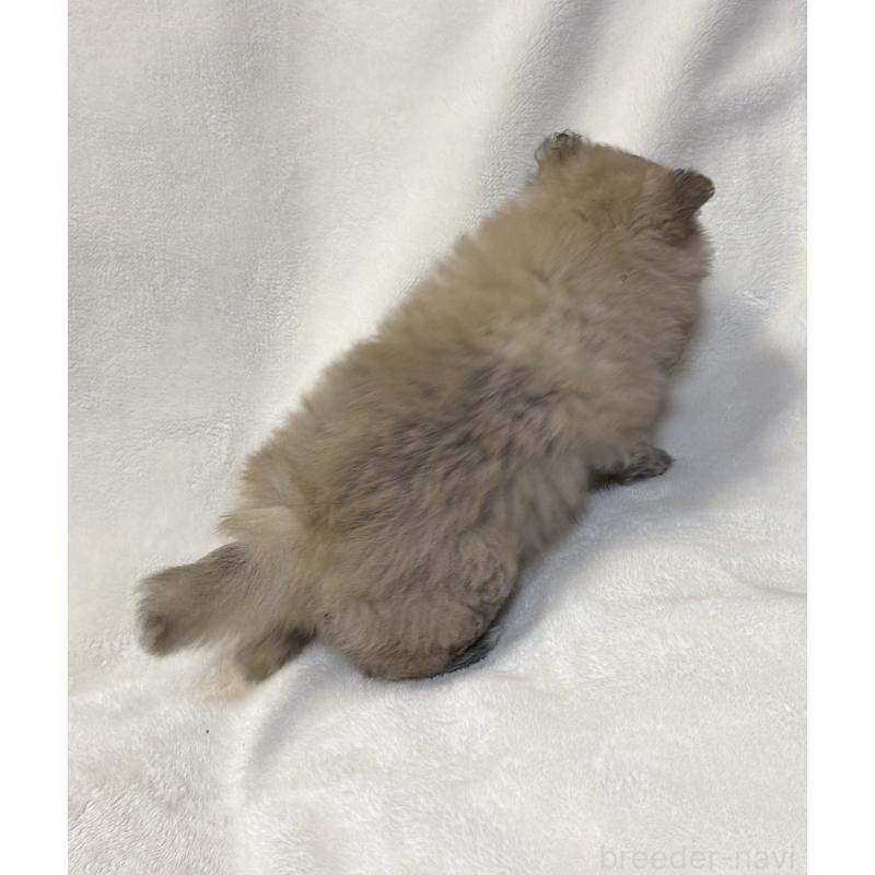 販売中の山口県のポメラニアン-455912の2枚目