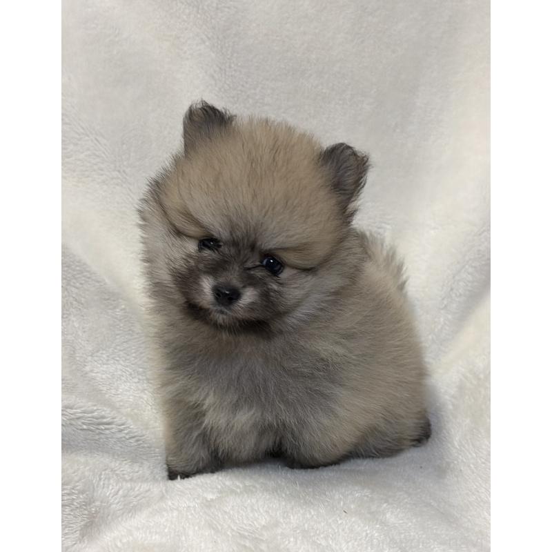 販売中の山口県のポメラニアン-455913の5枚目