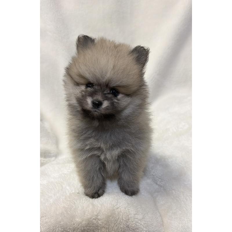 販売中の山口県のポメラニアン-455913の4枚目