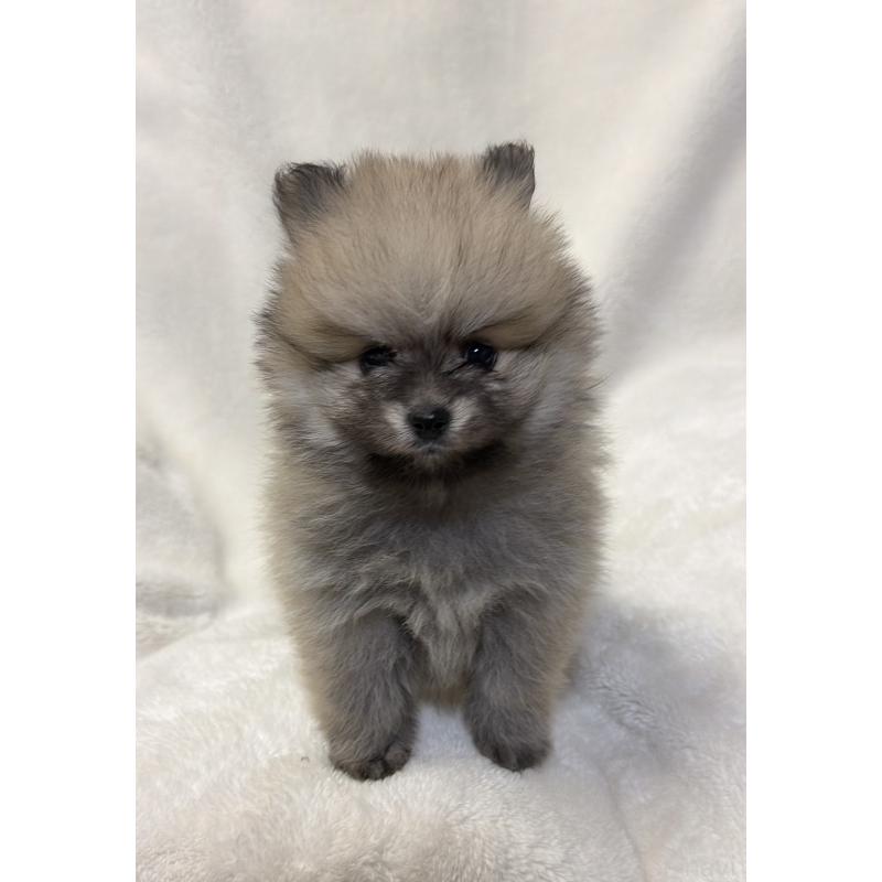 販売中の山口県のポメラニアン-455913の3枚目