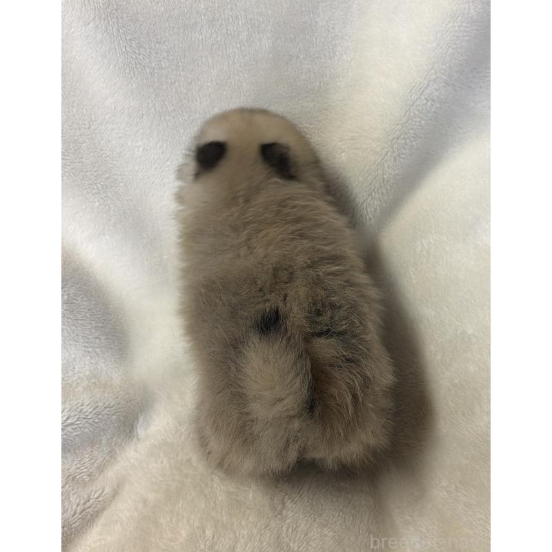 販売中の山口県のポメラニアン-455913の2枚目