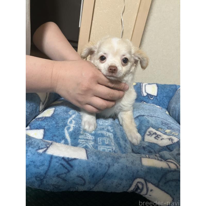 販売中の千葉県のチワワ(ロングコート)-455915の15枚目