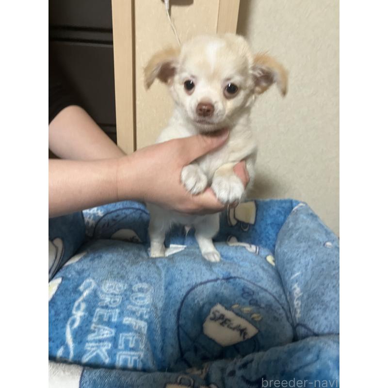 販売中の千葉県のチワワ(ロングコート)-455915の14枚目