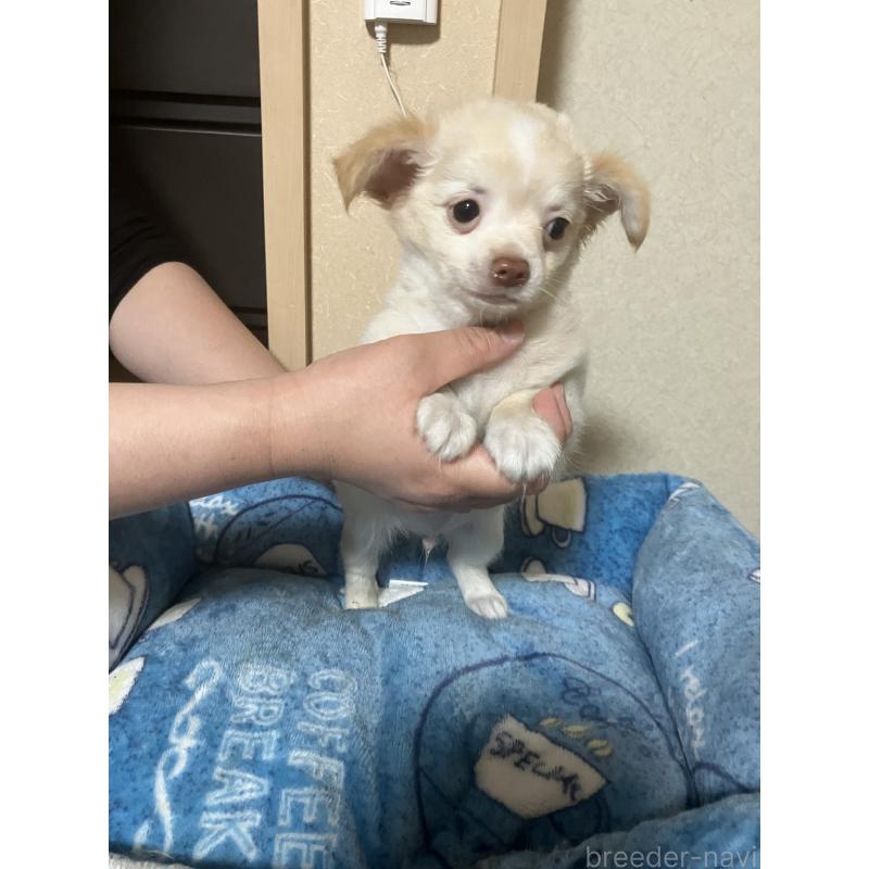 販売中の千葉県のチワワ(ロングコート)-455915の13枚目