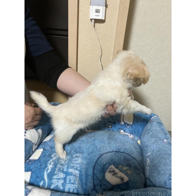 販売中の千葉県のチワワ(ロングコート)-455915の12枚目