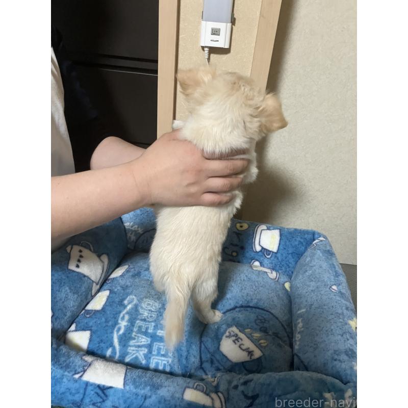 販売中の千葉県のチワワ(ロングコート)-455915の11枚目