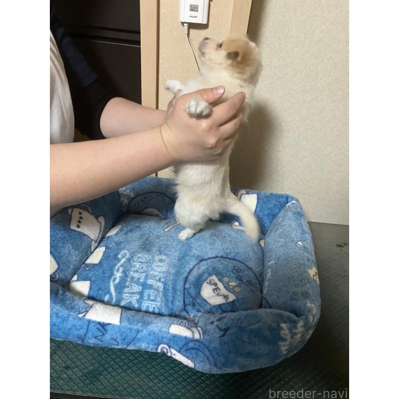 販売中の千葉県のチワワ(ロングコート)-455915の10枚目