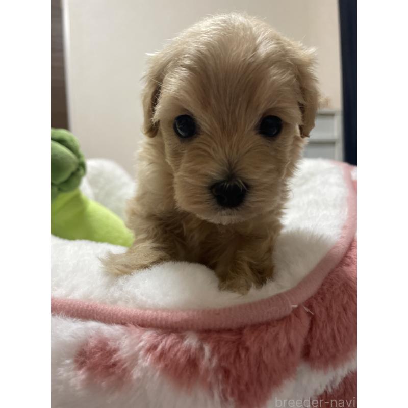 販売中の千葉県のマルプー:マルチーズ×トイプードル-455914の7枚目