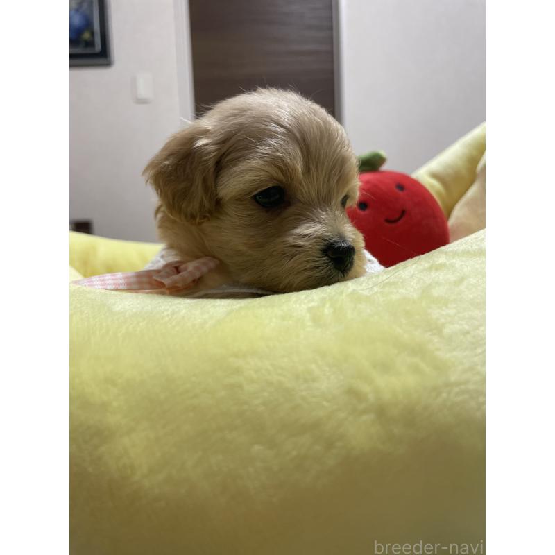 販売中の千葉県のマルプー:マルチーズ×トイプードル-455914の6枚目