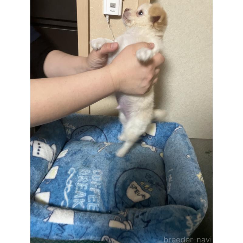 販売中の千葉県のチワワ(ロングコート)-455915の9枚目